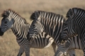 Tres Zebras